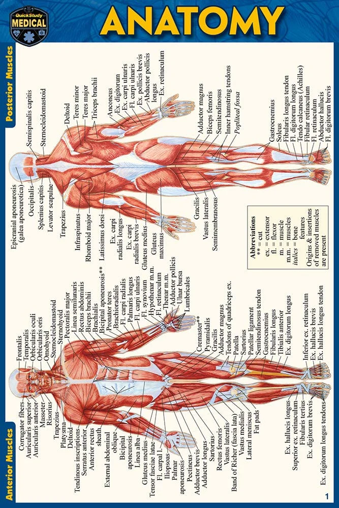 Anatomy Pocket-Sized Reference Guide (4x6 Inches)