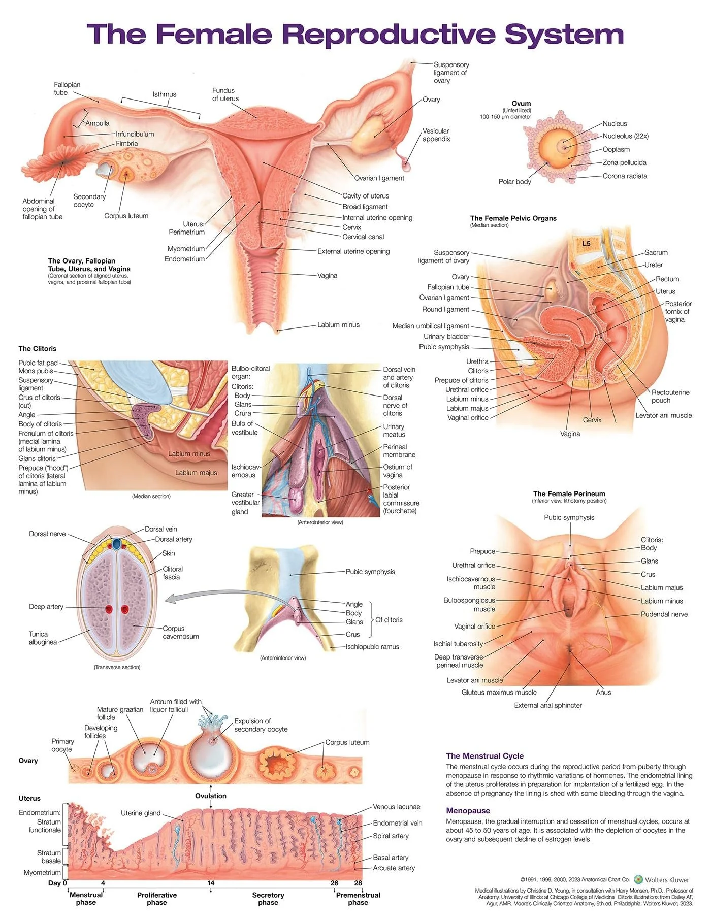 FEMALE REPRODUCTIVE SYSTEM ANATOMICAL CHART.