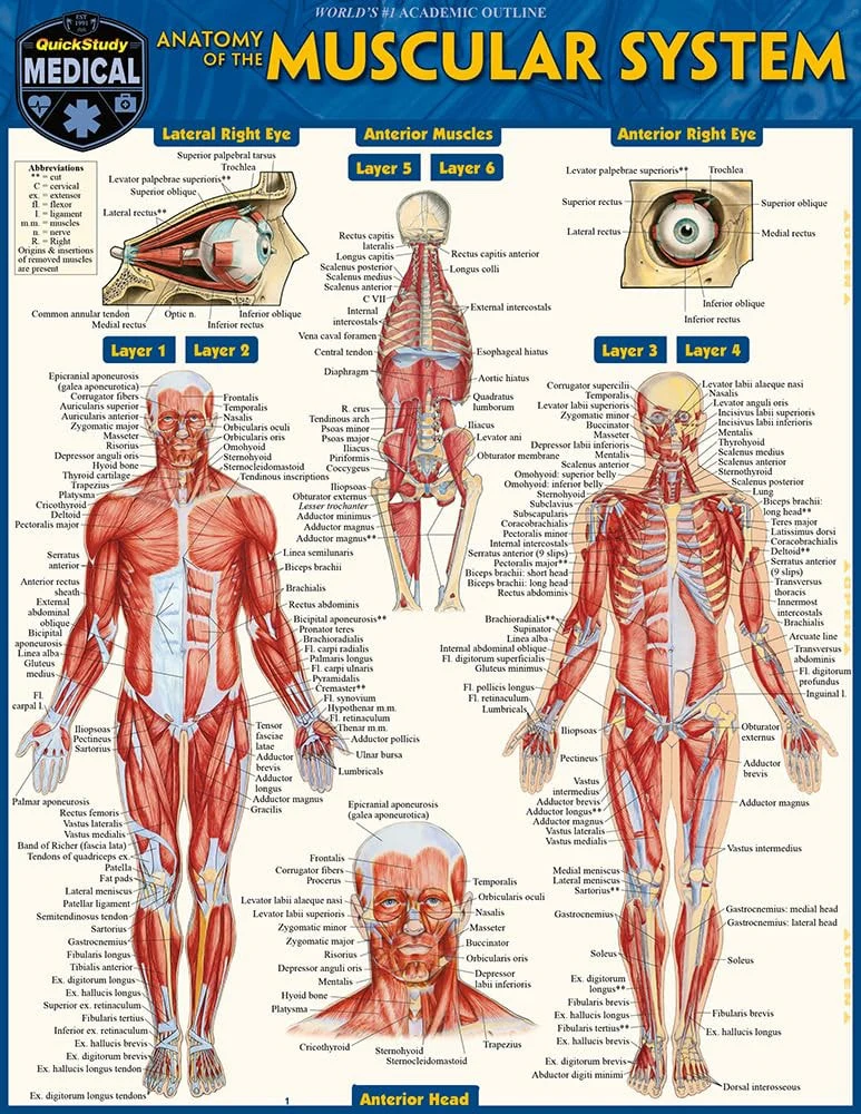 Anatomy of the Muscular System A QuickStudy Laminated Reference Guide