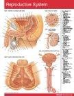 Reproductive System (Life Sciences)