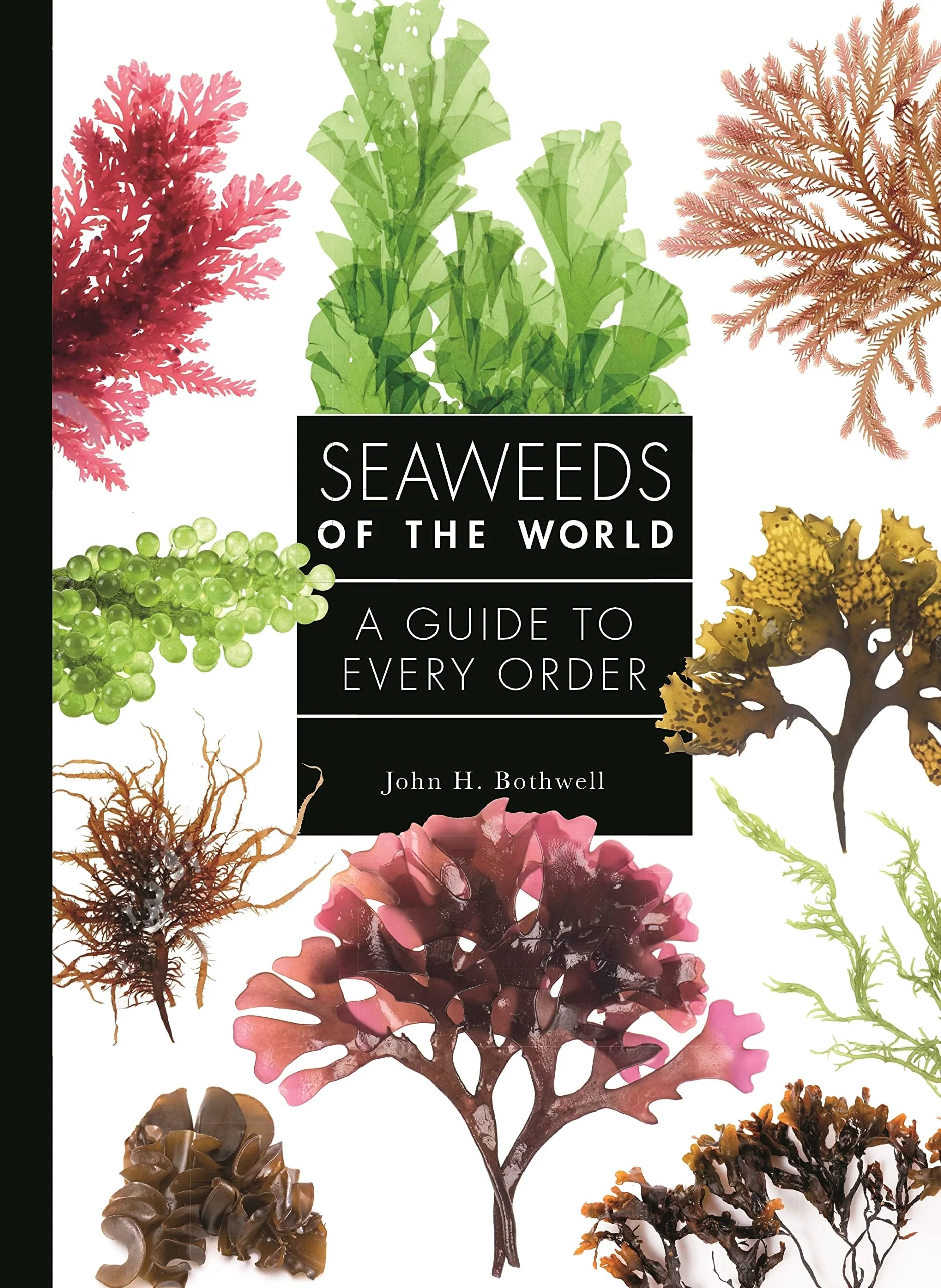 Seaweeds of the World A Guide to Every Order