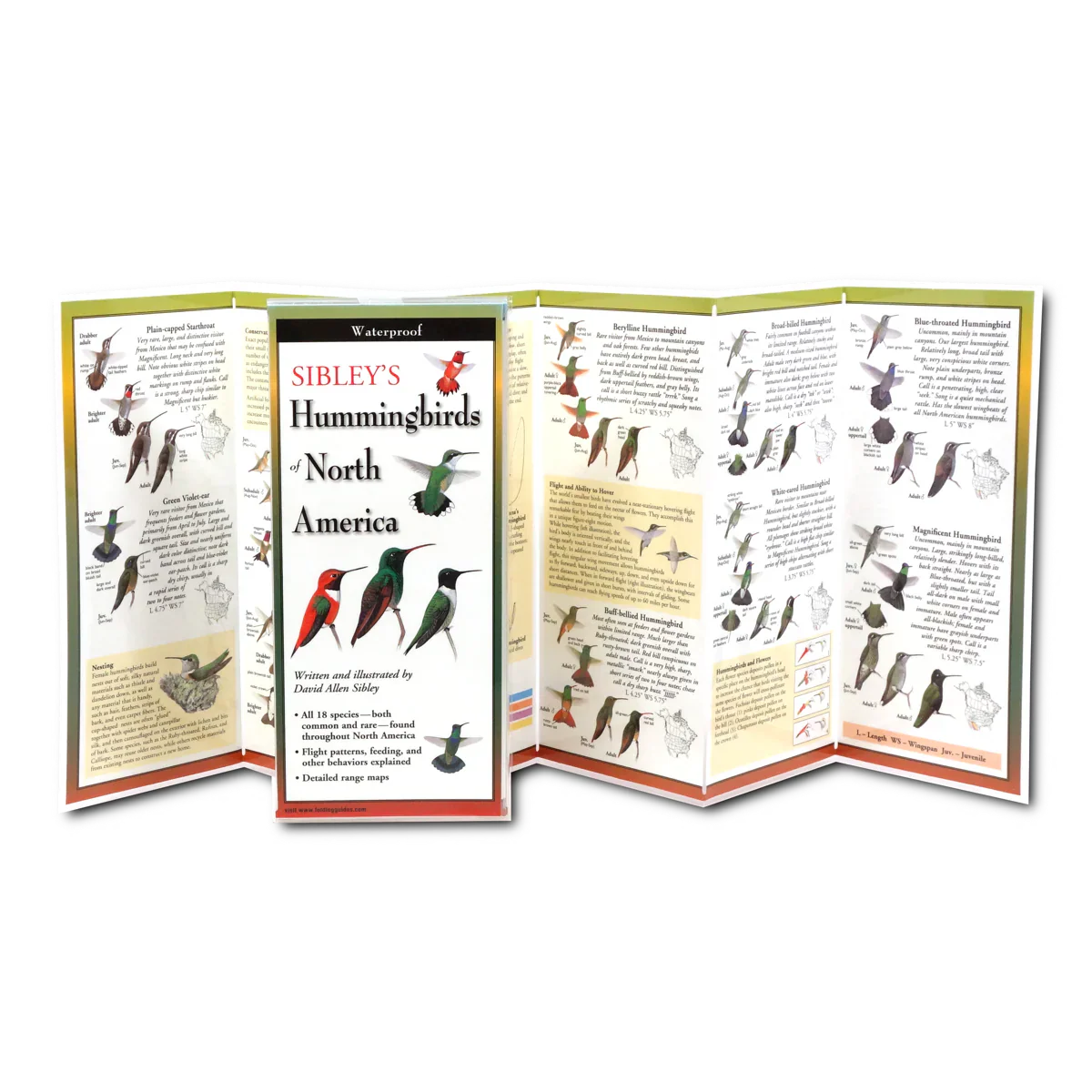 Sibley's Hummingbirds of North America Folding Guide - Image 2