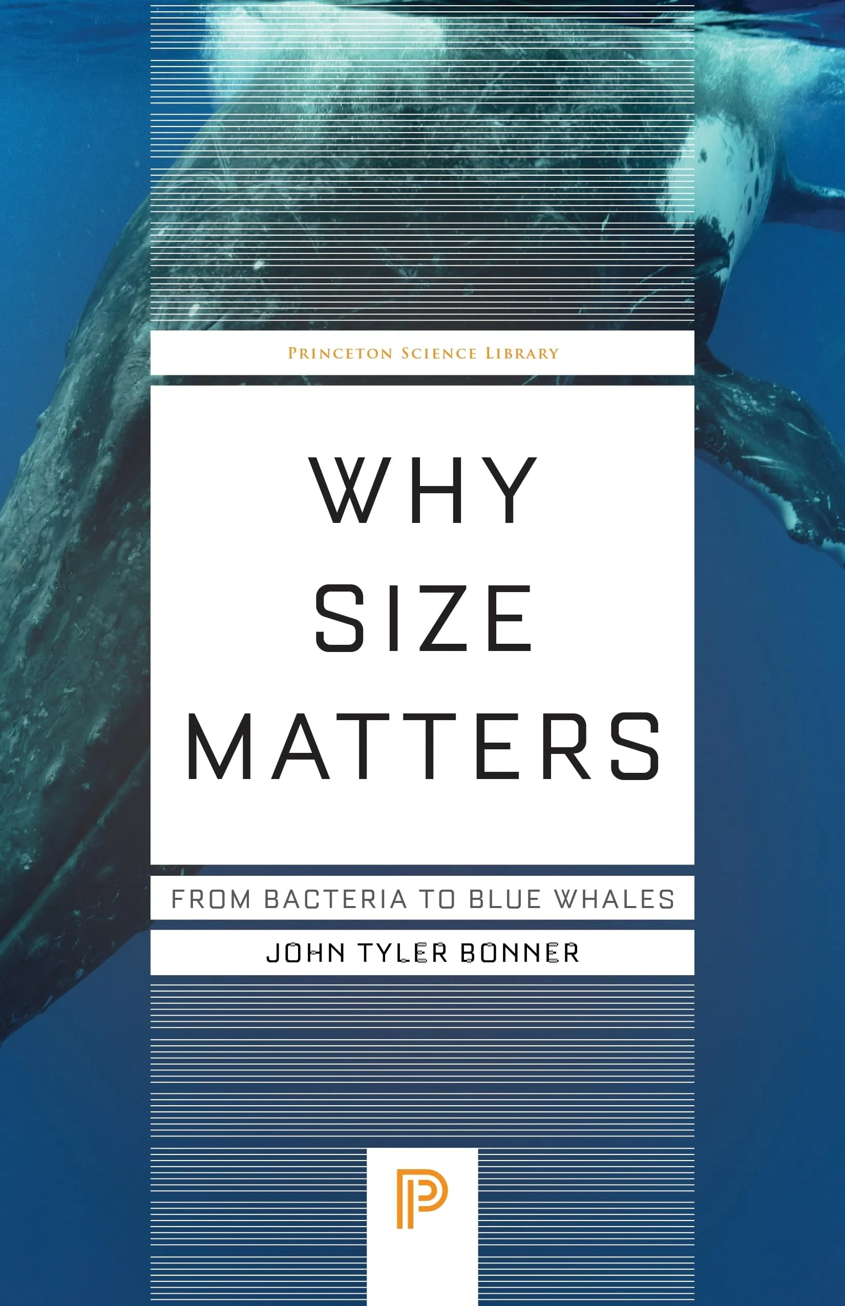 Why Size Matters From Bacteria to Blue Whales